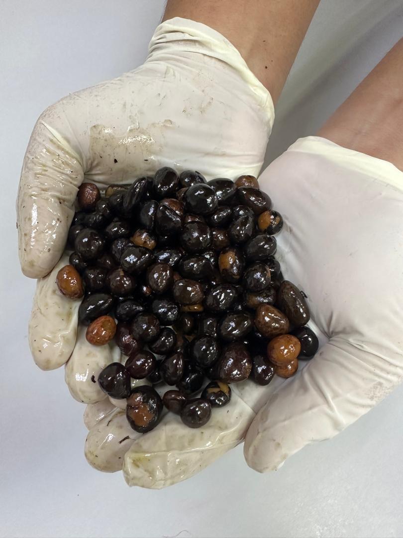 Palm kernel